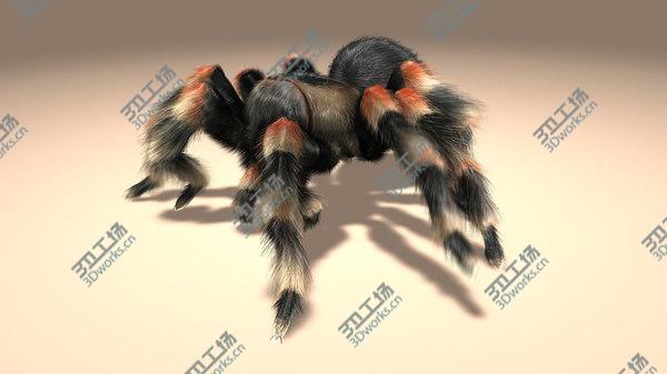 images/goods_img/20210312/Tarantula (ANIMATED) (FUR)/4.jpg